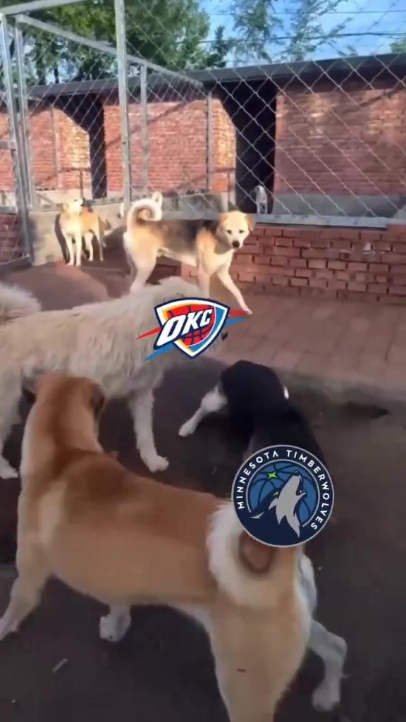 太有活了！美媒惡搞：狗王雷霆嚇退掘金灰熊，把森林狼按地上